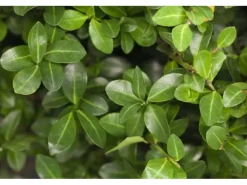 Ilex Crenata Maxima Japanische Stechpalme Kugel 40 cm