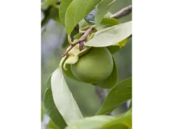 Kaki Orange-Gelb Höhe ca. 60 cm Topf-Ø ca. 20 cm Diospyros kaki