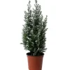 Kegelzypresse "Ellwoodii"Höhe ca. 25-30 cm Topf Ø 9 cm Chamaecyparis lawsoniana
