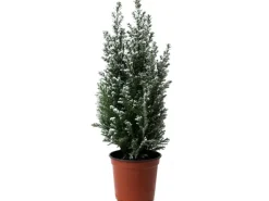 Kegelzypresse "Ellwoodii"Höhe ca. 25-30 cm Topf Ø 9 cm Chamaecyparis lawsoniana