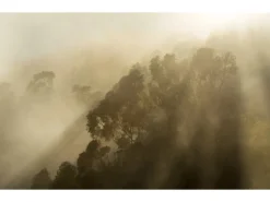 Komar Vliestapete Foggy Sunshine 400 cm x 250 cm