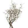 Korkenzieherhasel Contorta Zweig Corylus avellana Länge ca. 80 - 100 cm