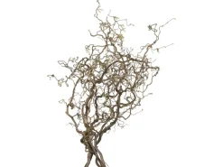 Korkenzieherhasel Contorta Zweig Corylus avellana Länge ca. 80 - 100 cm