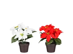 Mica Decorations Poinsettia In Topf 19 cm Rot-Weiß 2-fach Sortiert