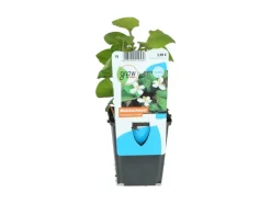 Molchschwanz Weiß Topf-Ø ca. 9 cm Houttuynia cordata