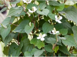 Molchschwanz Weiß Topf-Ø ca. 9 cm Houttuynia cordata