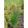 Molinia Caerulea Moorflamme Moorgras 3-5 Liter Container