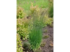 Molinia Caerulea Moorflamme Moorgras 3-5 Liter Container