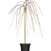 OBI Hängende Kätzchenweide "Pendula" Gelb Höhe ca. 50-60 cm Topf ca. 3,5 l Salix