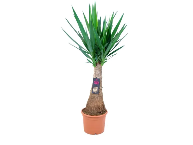 Palmlilie "Maya Tree" Höhe ca. 90 cm Topf-Ø ca. 24 cm Yucca
