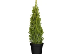 Picea Glauca Conica Zuckerhutfichte Kompakt 60–70 cm