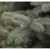 Picea Pungens Blue Diamond Blaufichte 25–30 cm