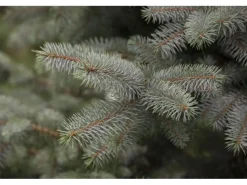 Picea Pungens Blue Diamond Blaufichte 25–30 cm