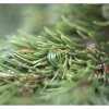 Picea Pungens Lucky Strike Blau-Fichte 20–25 cm