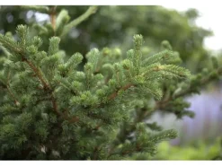 Picea Pungens Lucky Strike Blau-Fichte 20–25 cm