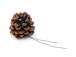 Pinus Pinea Pinien-Zapfen Braun 5 Stück