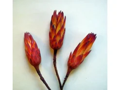 Protea repens Zuckerbusch Rot 3 Stück