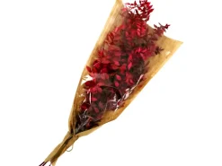 Ruscus Bund 50 cm