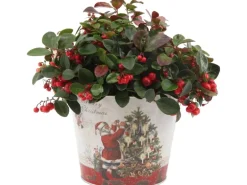 Scheinbeere "Big Berry" im weihnachtlichen Zinkgefäß Topf-Ø ca. 17 cm