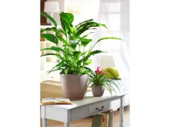 Scheurich Übertopf 920 Ø 28 cm Earth