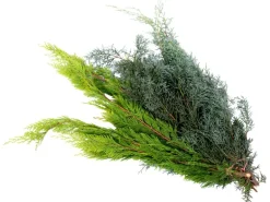 Schnittgrün Koniferen Mischgrün 700 - 900 g Bund