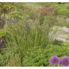 Stipa Gigantea Riesen-Federgras Ca. 11x11 cm Topf Dekorativ