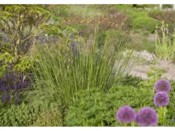 Stipa Gigantea Riesen-Federgras Ca. 11x11 cm Topf Dekorativ