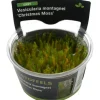 Stoffels Aquariumpflanze Vesicularia montagnei "Christmas Moos"