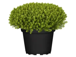 Strauchveronika "Green Globe Christmasboys" Exclusiv Topf-Ø ca. 12 cm