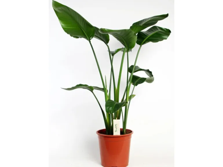 Strelitzie Höhe ca. 90-100 cm Topf-Ø ca. 19 cm Strelitzia nicolai