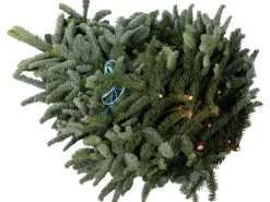 Tannenzweige Edeltanne 5 kg  Bund Nobilis