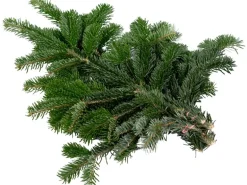 Tannenzweige Nordmanntanne 500 - 600 g Bund