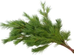 Tannenzweige Seidenkiefer 500 - 600 g Bund