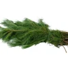 Tannenzweige Seidenkiefer 2,5 kg Bund