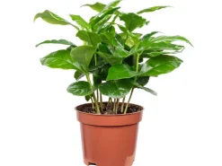 Value Greens Coffea Arabica Exotische Kaffeepflanze für dein Zuhause ca. 15 cm Hoch Topf-Ø 9 cm