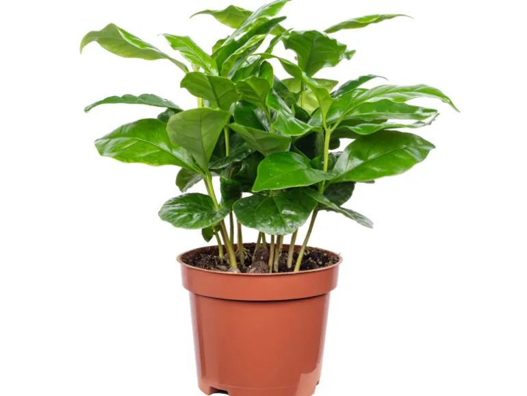 Value Greens Coffea Arabica Exotische Kaffeepflanze für dein Zuhause ca. 15 cm Hoch Topf-Ø 9 cm