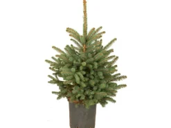 Weihnachtsbaum Echte Blaufichte im Topf Höhe ca. 100 cm -125 cm