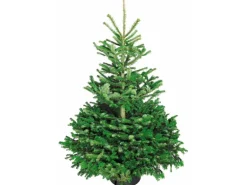 Weihnachtsbaum Echte Nordmanntanne 150 - 175 cm hoch gesägt