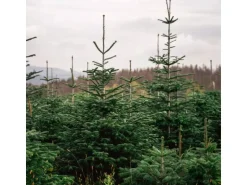 Weihnachtsbaum Echte Nordmanntanne 150 - 175 cm hoch gesägt