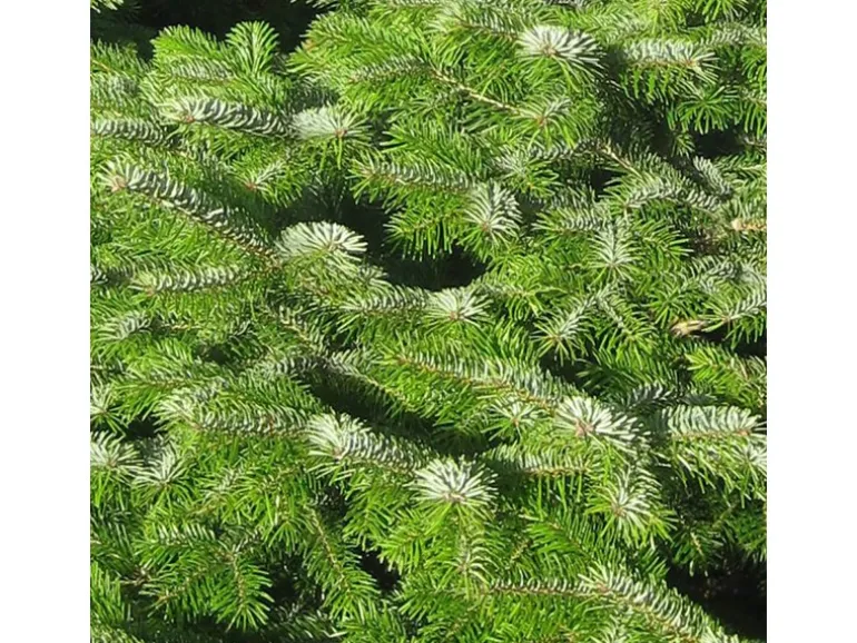 Weihnachtsbaum Echte Nordmanntanne 125 - 150 cm hoch gesägt