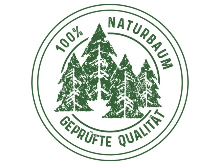 Weihnachtsbaum Echte Nordmanntanne 125 - 150 cm hoch gesägt