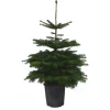 Weihnachtsbaum Echte Nordmanntanne 100 cm - 125 cm getopft