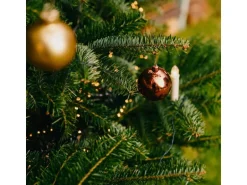 Weihnachtsbaum Echte Nordmanntanne 100 cm - 125 cm getopft