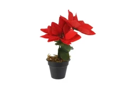 Weihnachtsblume in Schwarzer Topf 24 x 13 x 17 cm Rot