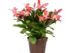 Weihnachtskaktus verschiedene Farben Topf-Ø ca. 11,5 cm Schlumbergera