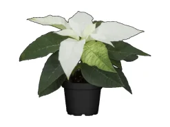 Weihnachtsstern Weiß Höhe ca. 15 - 20 cm Topf-Ø ca. 9 cm Euphorbia pulcherrima