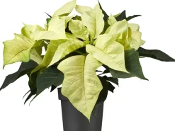 Weihnachtsstern Weiß Topf-Ø ca. 11 cm Euphorbia